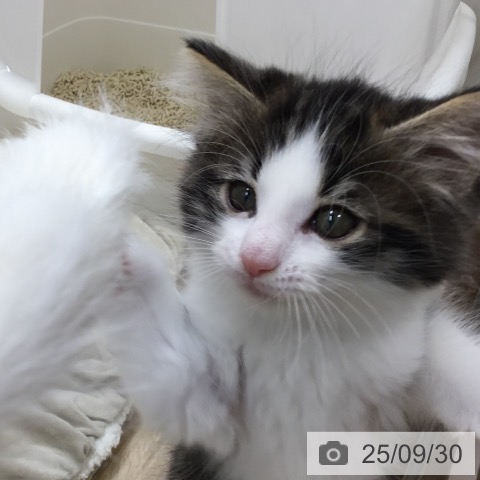 ノルウェージャンフォレストキャットの写真