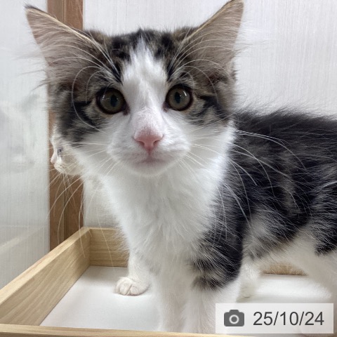 ノルウェージャンフォレストキャットの写真