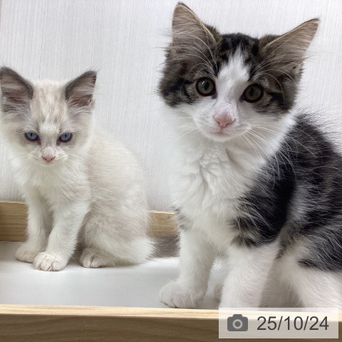 ノルウェージャンフォレストキャットの写真