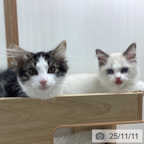 ノルウェージャンフォレストキャットの写真