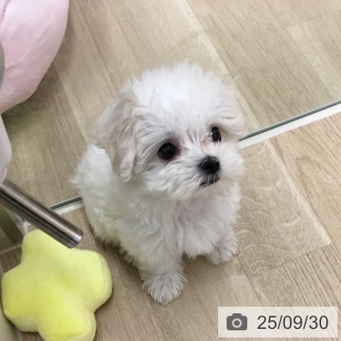 マルチーズの写真