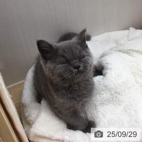 ブリティッシュショートヘアの写真