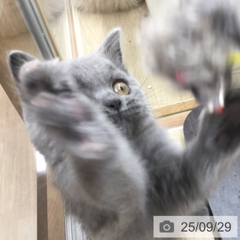 ブリティッシュショートヘアの写真