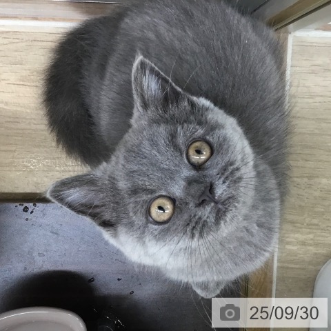 ブリティッシュショートヘアの写真