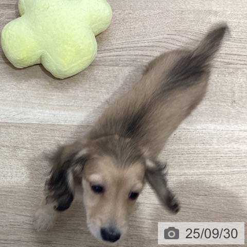 ミニチュア・ダックスフンドの写真