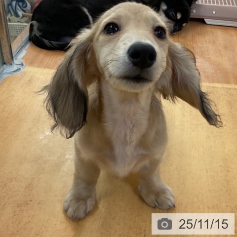 ミニチュア・ダックスフンドの写真