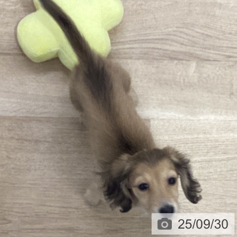 ミニチュア・ダックスフンドの写真