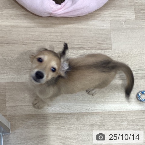 茨城県のミニチュアダックスフンド(ロング) (ペッツワン 阿見店/2025年7月26日生まれ/女の子/シェーデットイエロー)の子犬の4枚目の画像