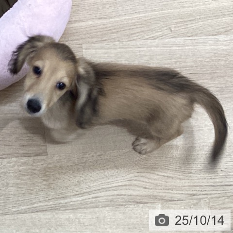 茨城県のミニチュアダックスフンド(ロング) (ペッツワン 阿見店/2025年7月26日生まれ/女の子/シェーデットイエロー)の子犬の3枚目の画像