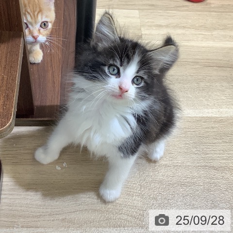 ノルウェージャンフォレストキャットの写真
