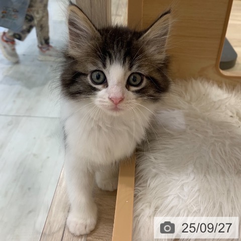 ノルウェージャンフォレストキャットの写真