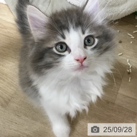 ノルウェージャンフォレストキャットの写真