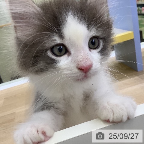 ノルウェージャンフォレストキャットの写真