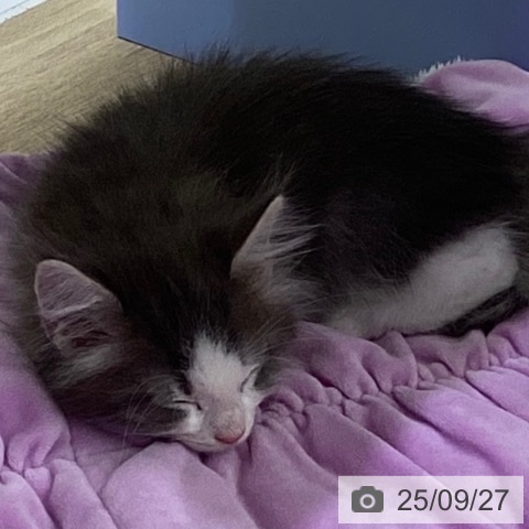 ノルウェージャンフォレストキャットの写真