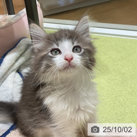 ノルウェージャンフォレストキャットの写真