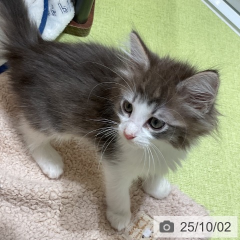 ノルウェージャンフォレストキャットの写真
