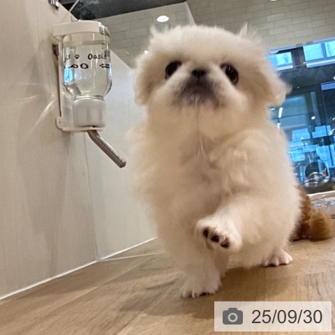 ペキニーズの写真