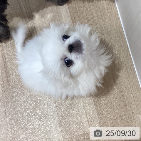 ペキニーズの写真