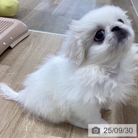 ペキニーズの写真