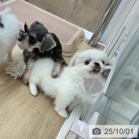 ペキニーズの写真