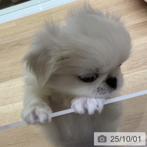 ペキニーズの写真