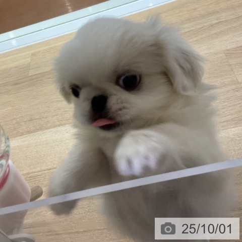ペキニーズの写真
