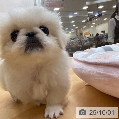 ペキニーズの写真