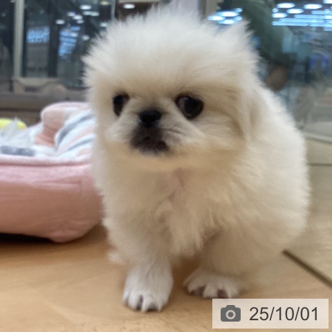 ペキニーズの写真
