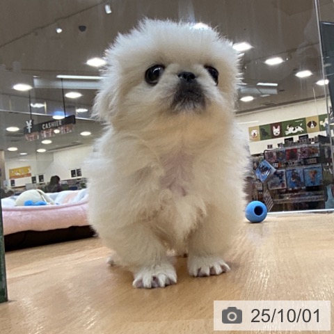 ペキニーズの写真