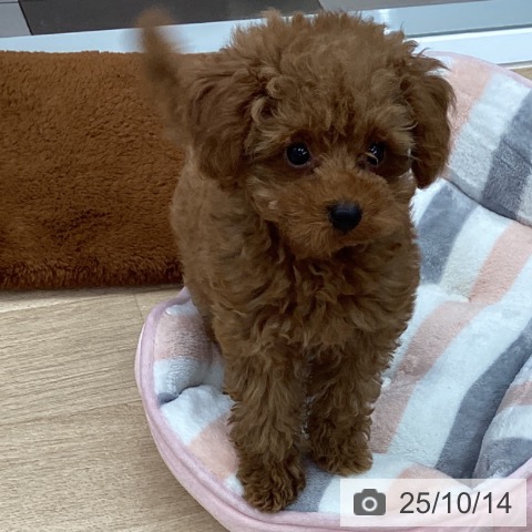 トイ・プードルの写真