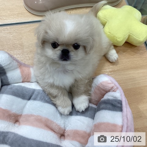 ペキニーズの写真