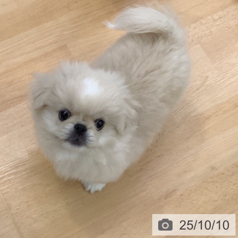 ペキニーズの写真
