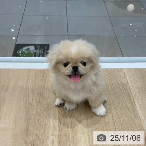 ペキニーズの写真