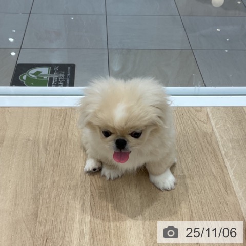 ペキニーズの写真