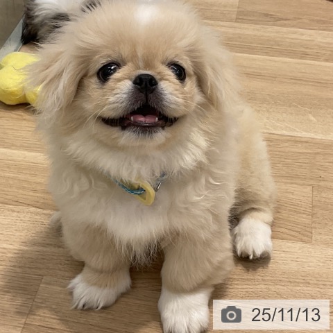 ペキニーズの写真