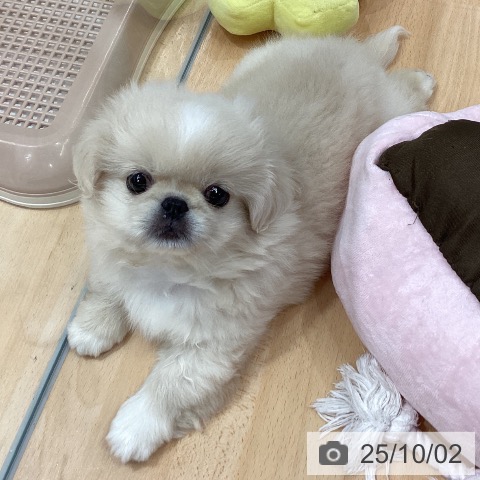 ペキニーズの写真
