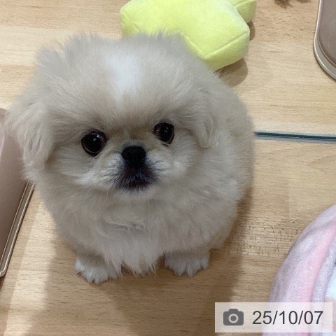 ペキニーズの写真