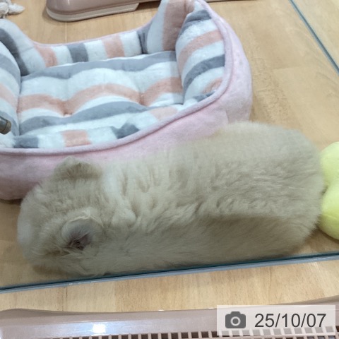 ペキニーズの写真