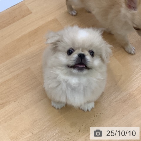 ペキニーズの写真