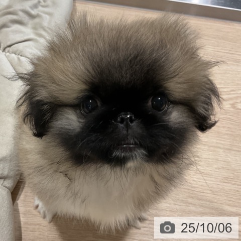 ペキニーズの写真