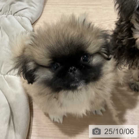 ペキニーズの写真