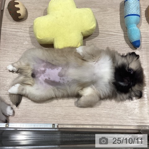 ペキニーズの写真