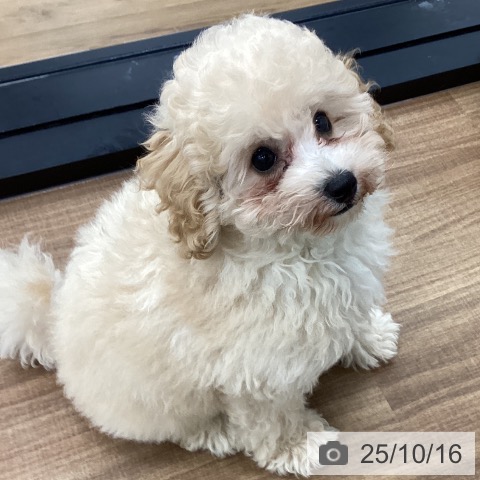 トイ・プードルの写真