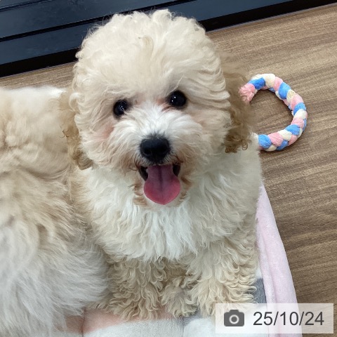 トイ・プードルの写真