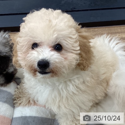 トイ・プードルの写真