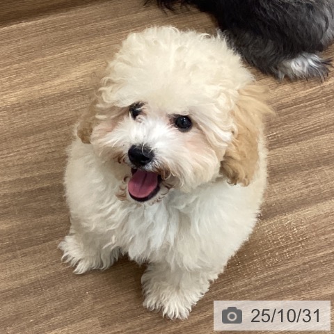 トイ・プードルの写真