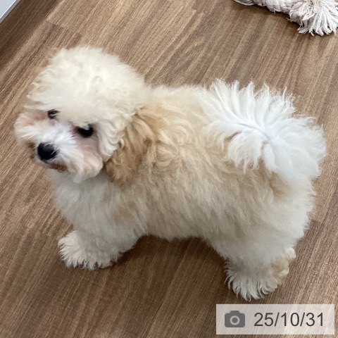 トイ・プードルの写真