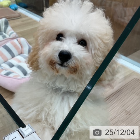 トイ・プードルの写真