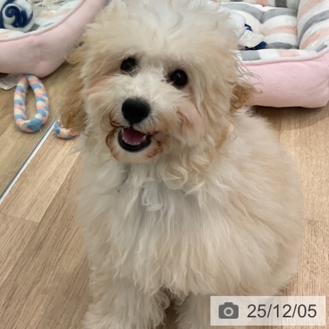 トイ・プードルの写真