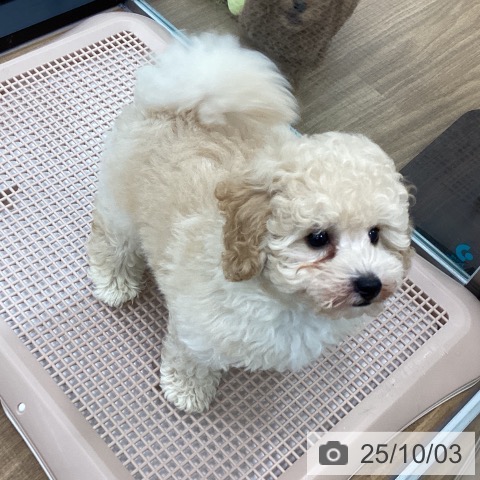 トイ・プードルの写真